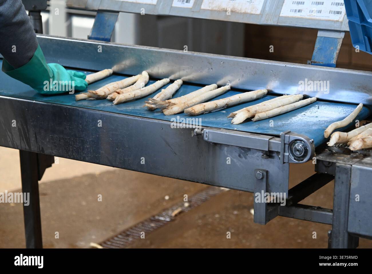 A worker places asparagus stalks into a washing and sorting machine ...
