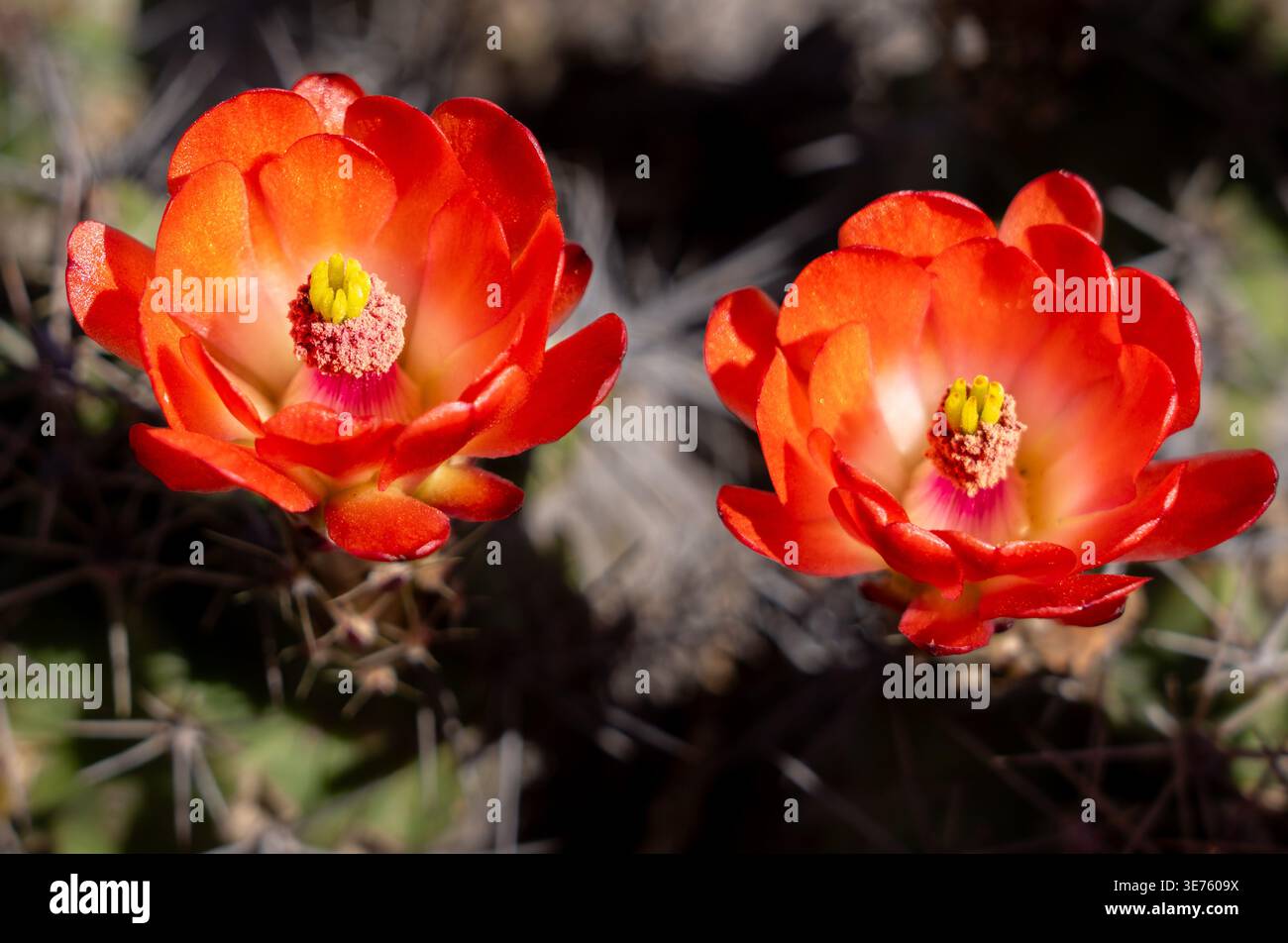 Red Claret Cup Cactus flowers with green cactus background. Stock Photo