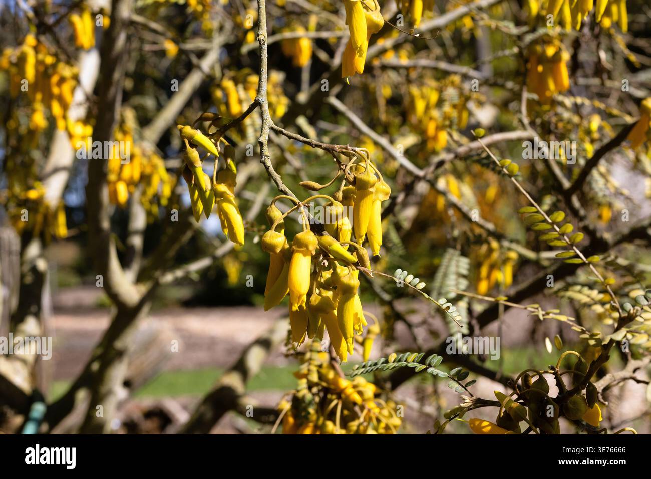 Sophora 'Quick Silver' plant. Stock Photo