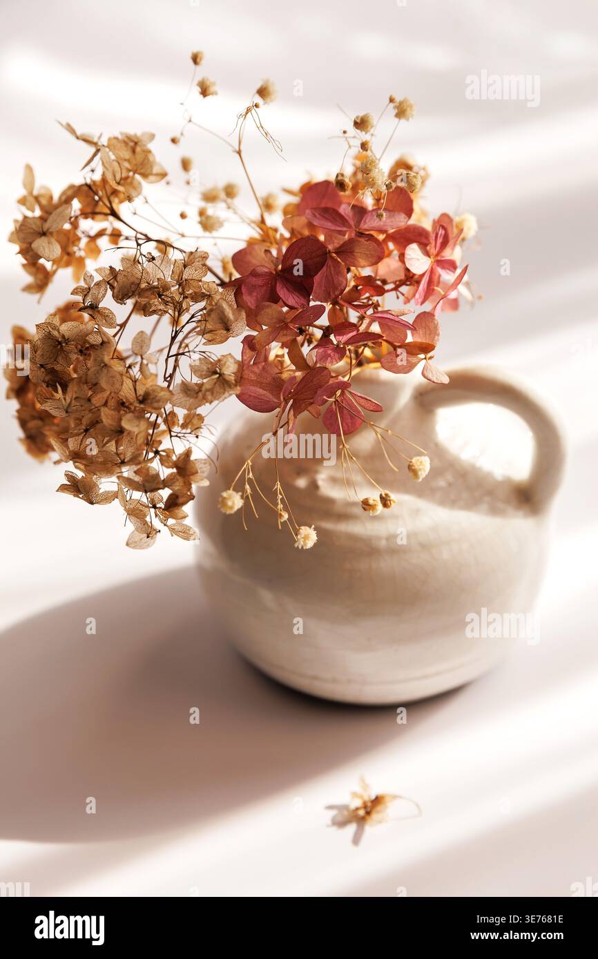 Dried Hydrangea Close Up with Warm Light and Soft Shadow Stock Photo