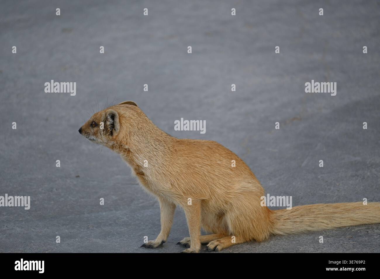Snake and mongoose hi-res stock photography and images - Alamy