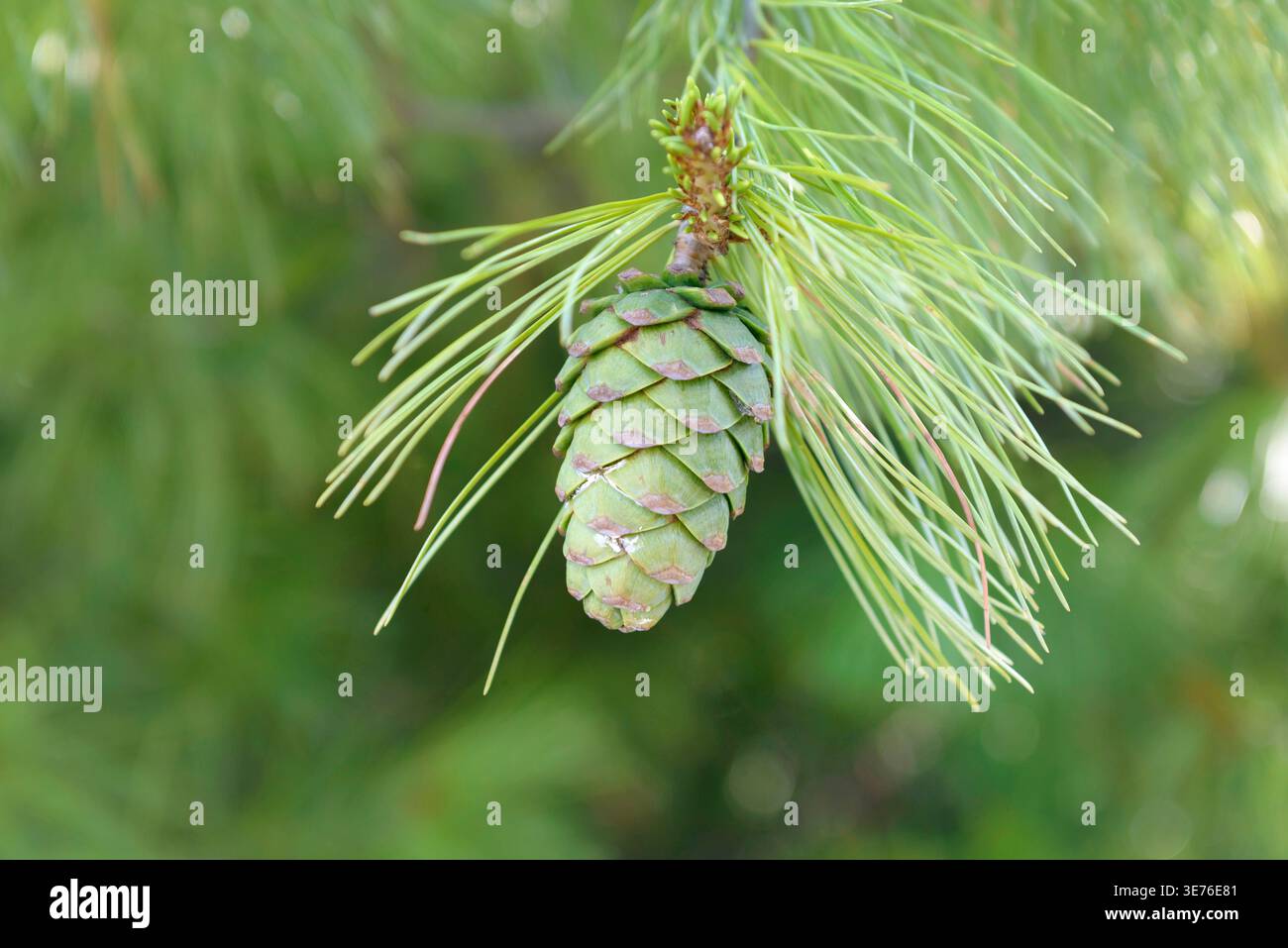 David's pine, Chinese white pine (Pinus armandii), branch with cones Stock Photo
