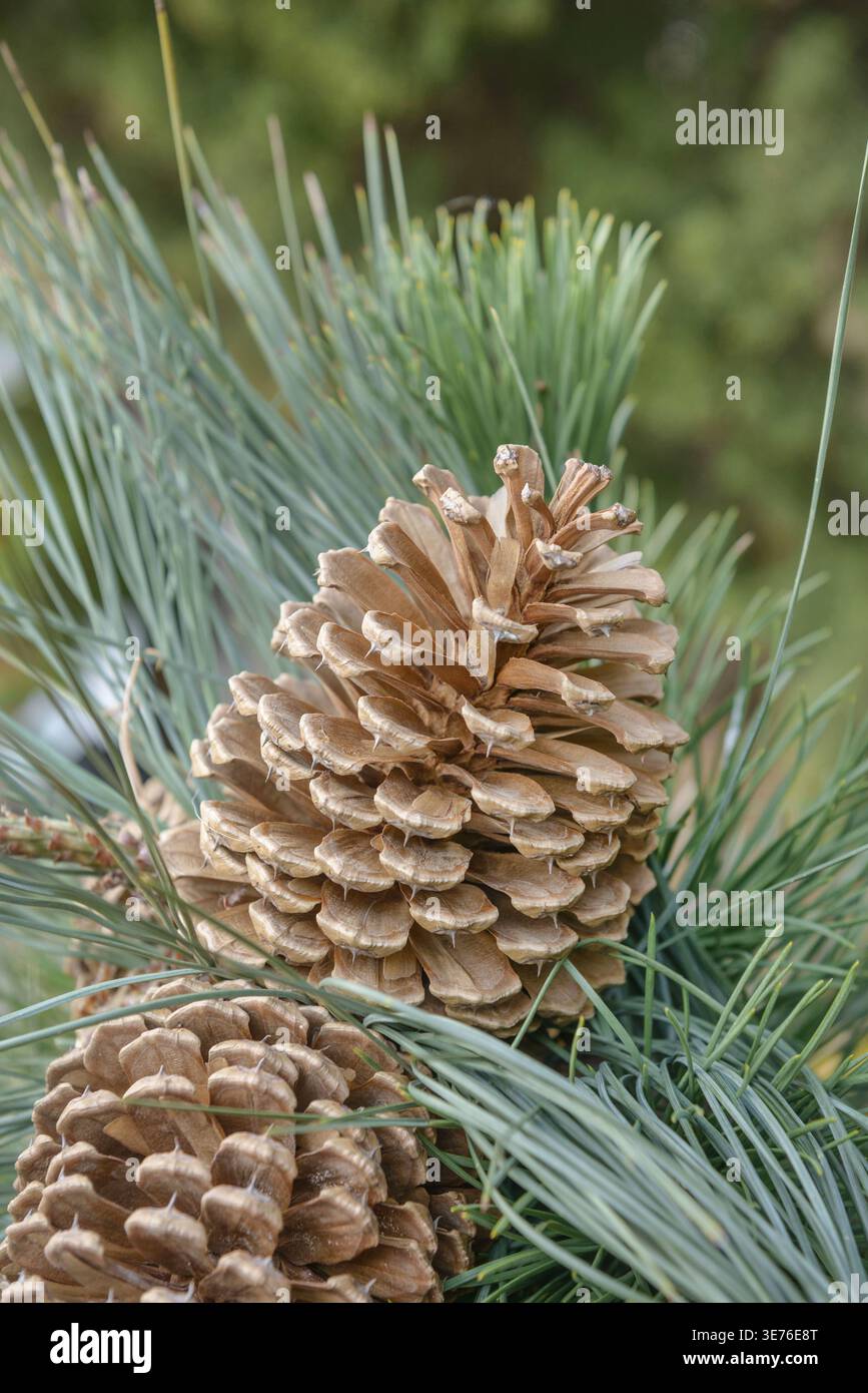 Jeffrey pine (Pinus jeffreyi), cones on a branch, Germany Stock Photo