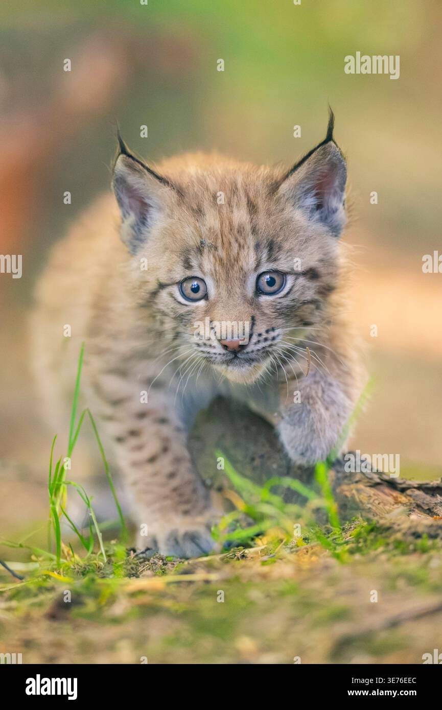 Cub Germany northern lynx (Lynx lynx lynx), cub walking on forst ground, Germany ...