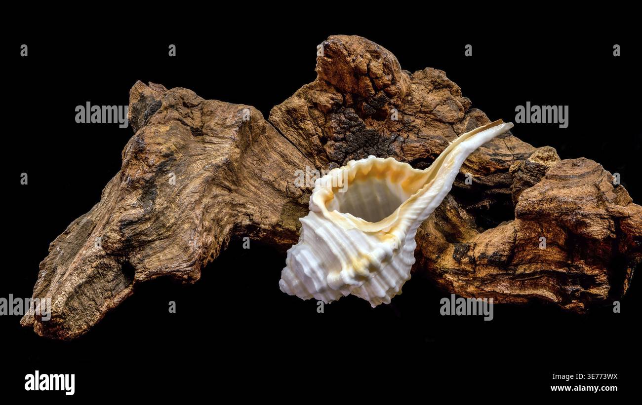 Muschel der Art Tibia fusus mit Treibholz auf schwarzem Hintergrund Stock Photo