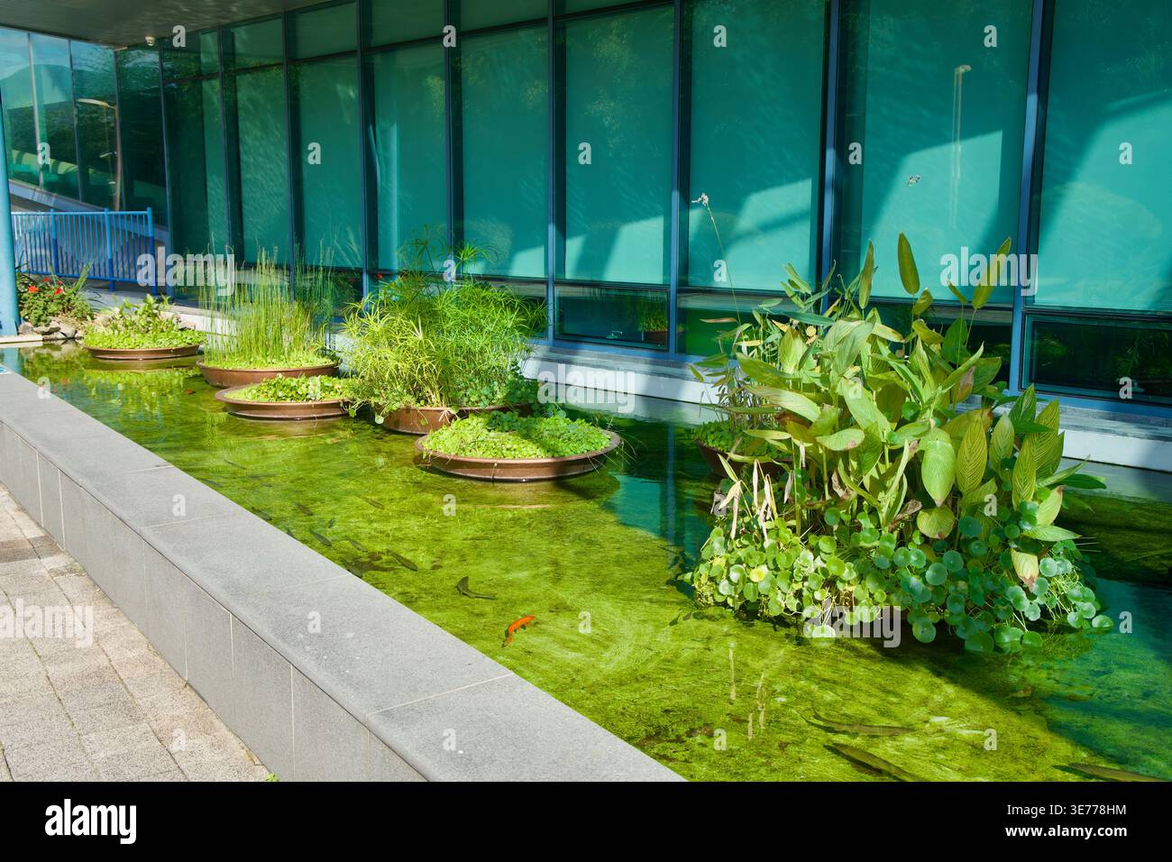 A reflecting pool with aquatic plants and fish borders the Taehwagang ...