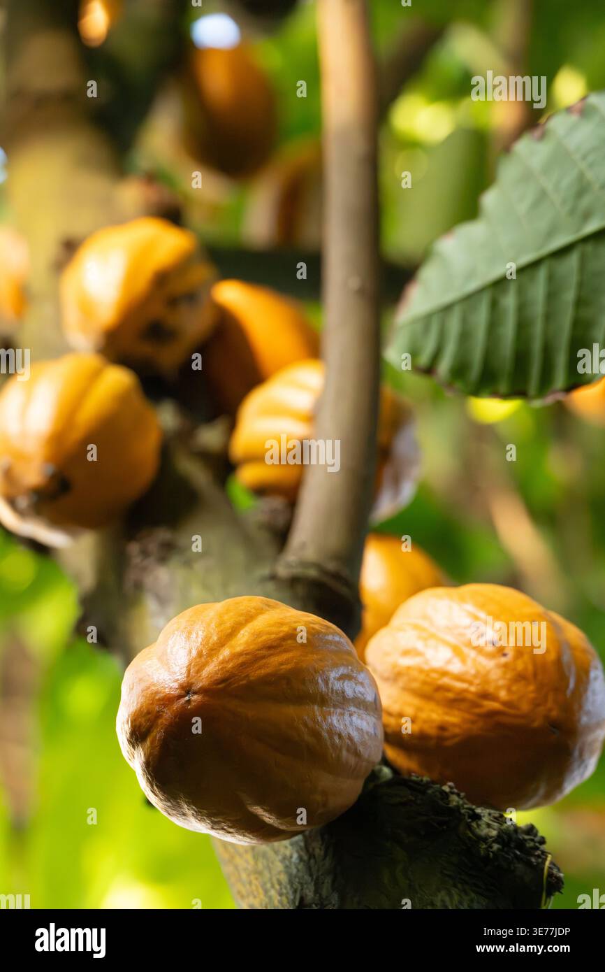 Pods on a Theobroma cacao tree (the source for chocolate) at the Atlanta Botanical Garden in Atlanta, Georgia. (USA) Stock Photo