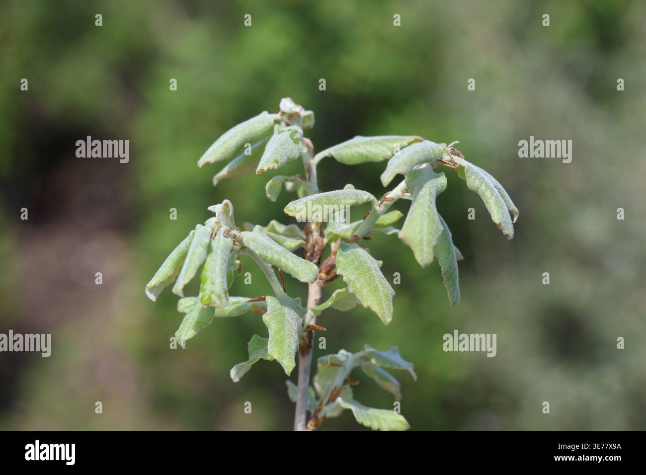 Spring budding oak tree hi-res stock photography and images - Alamy