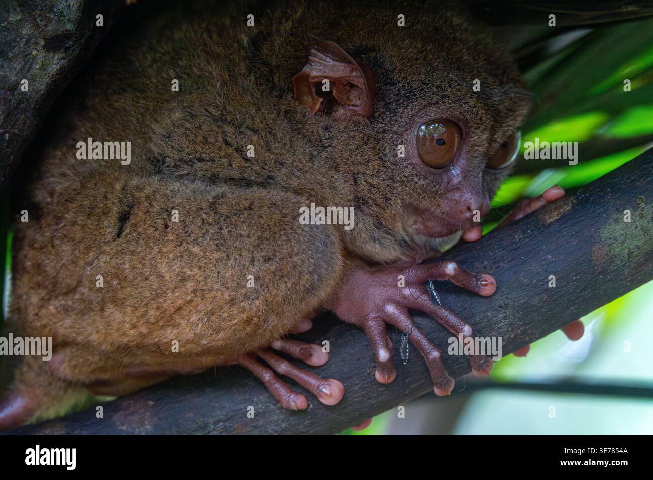 Endangered Tarsier in Bohol Tarsier sanctuary, Cebu, Philippines Stock ...