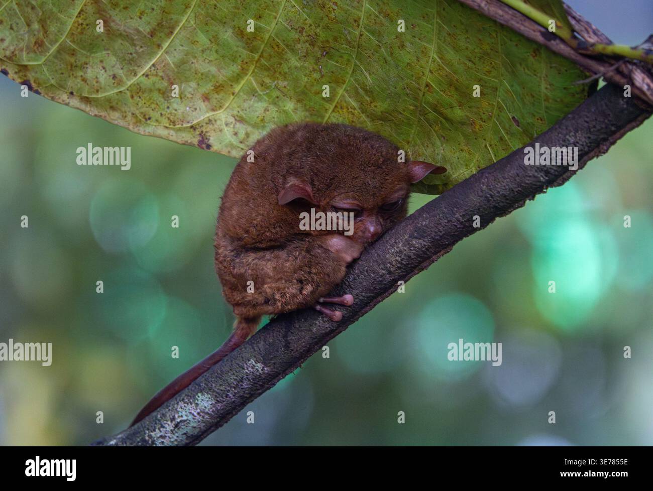 Endangered Tarsier in Bohol Tarsier sanctuary, Cebu, Philippines Stock ...