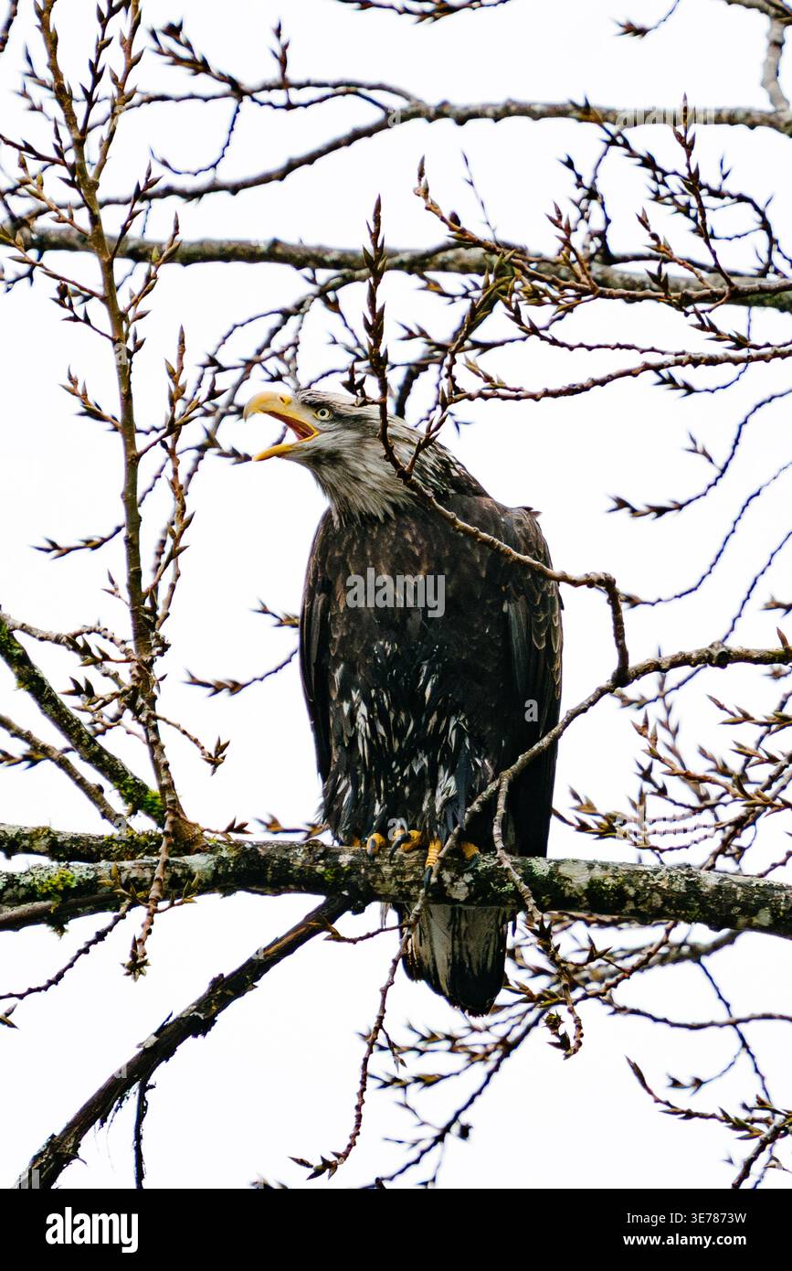 Full length view of a bald eagle calling while perched in a forest Stock Photo