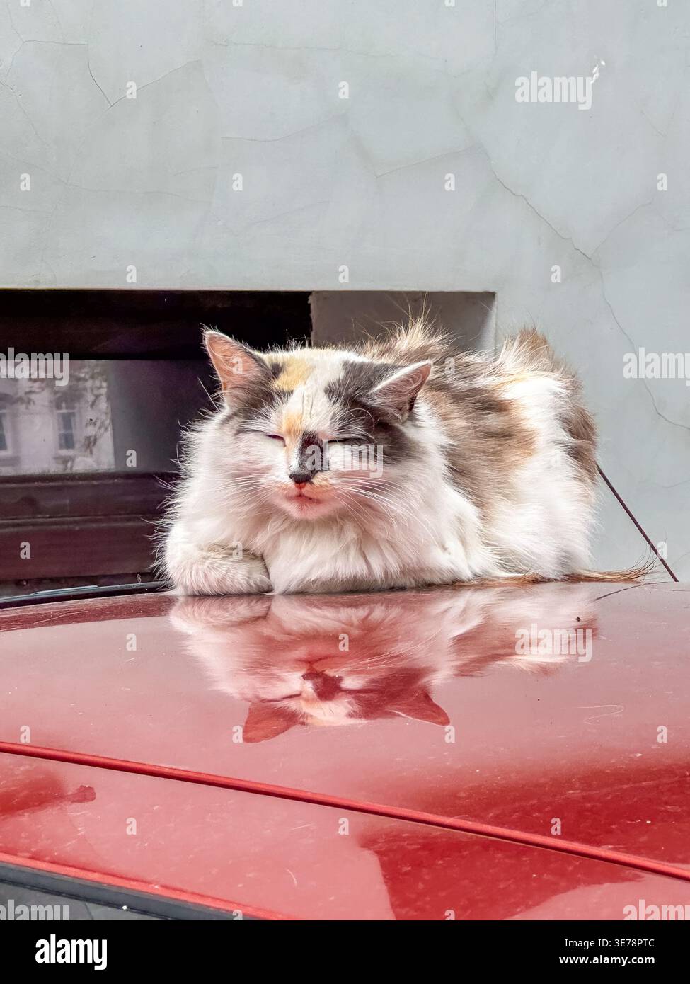 Fluffy cute long-haired calico cat sleeping peacefully on car roof outdoors. Stray or domestic animals. Types of cats, free-roaming pets Stock Photo