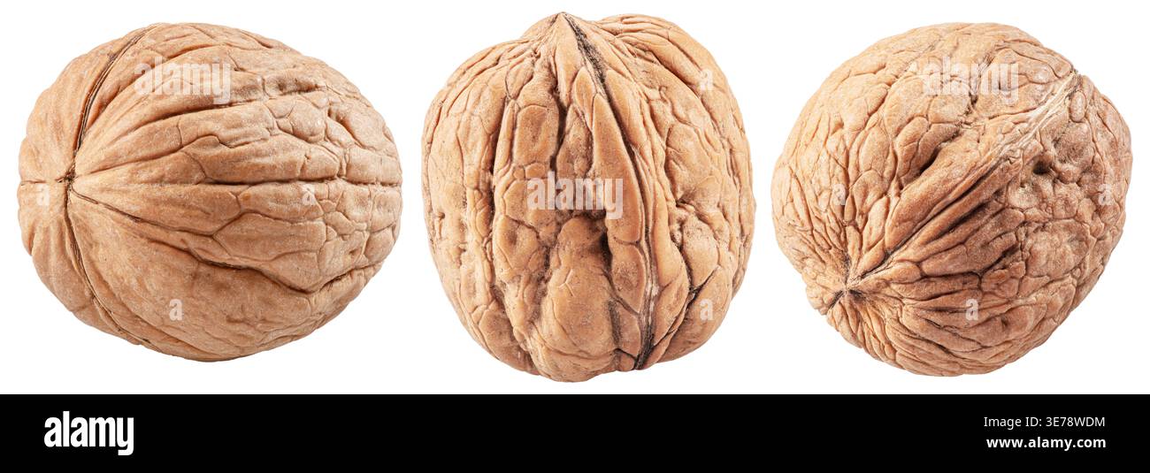 Three walnuts isolated on white background, maximum sharpness achieved by stack photography, cropping outline. Stock Photo