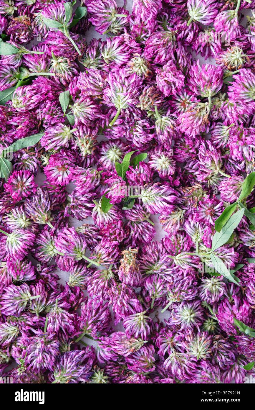 Dried red clover (Trifolium pratense) used in herbal medicine. Contains phytoestrogens and antioxidants, supports immunity, detox, and womens health. Stock Photo