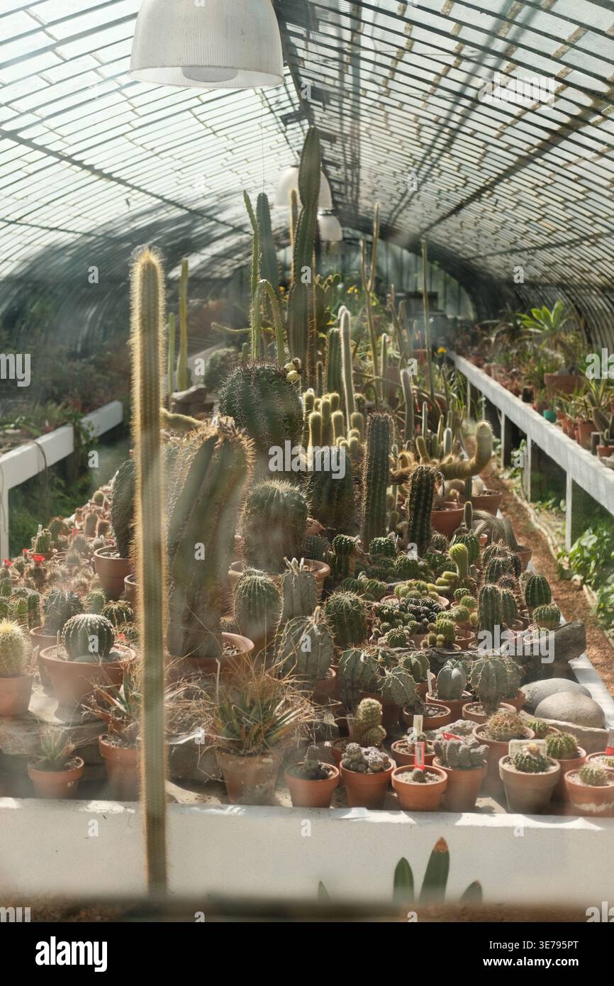 Greenhouse cactus botanical garden hi-res stock photography and images -  Alamy