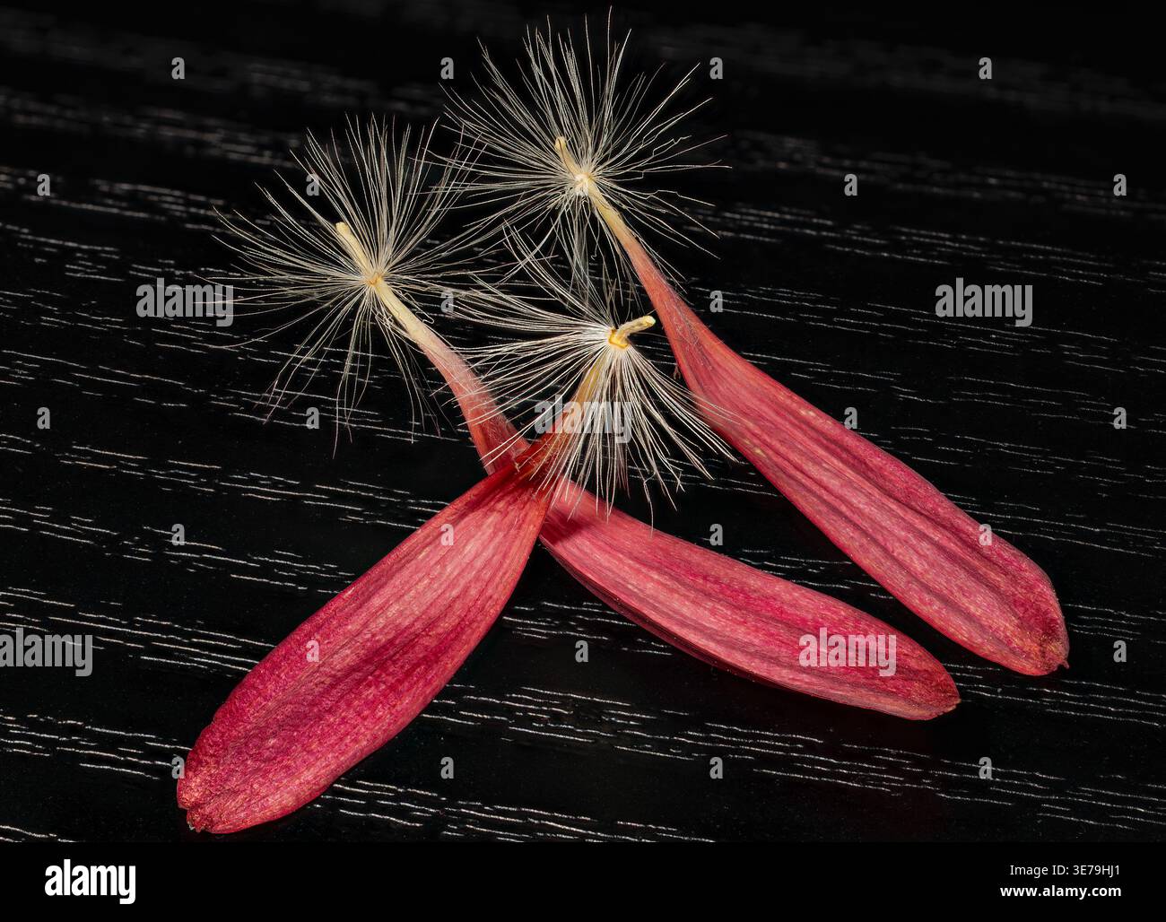 Gerbera daisy seeds hi-res stock photography and images - Alamy