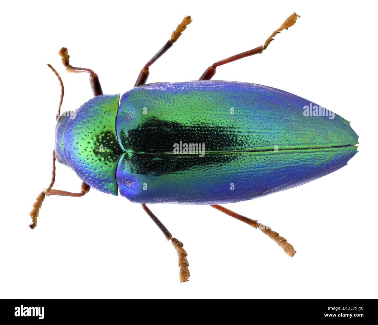 Sternocera hi-res stock photography and images - Alamy