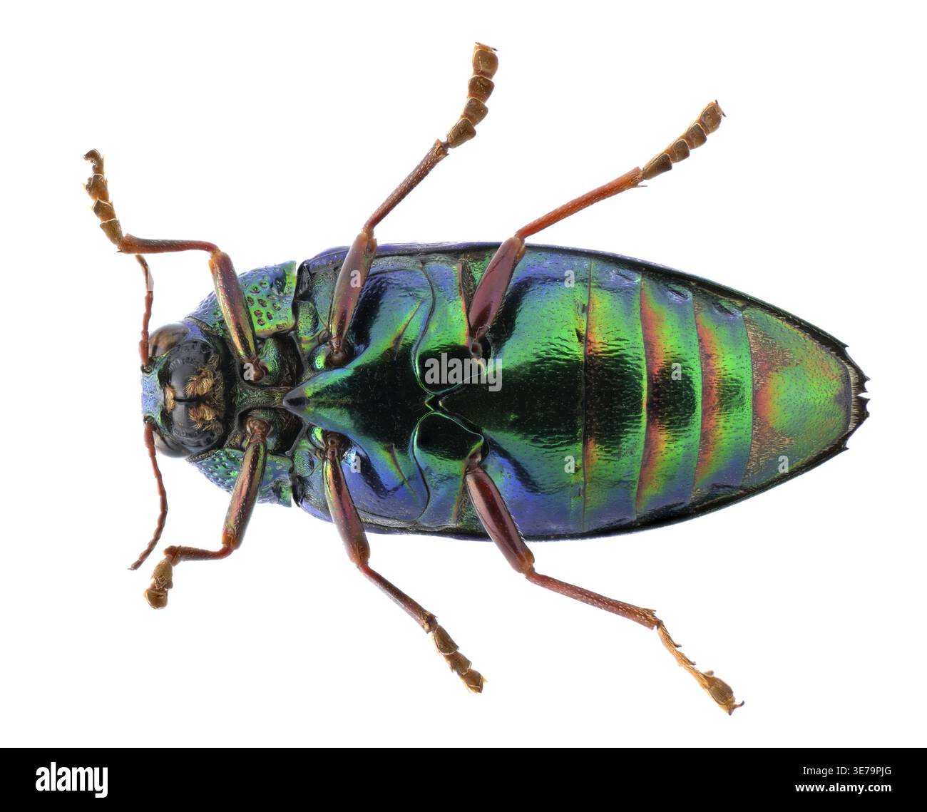 Sternocera hi-res stock photography and images - Alamy