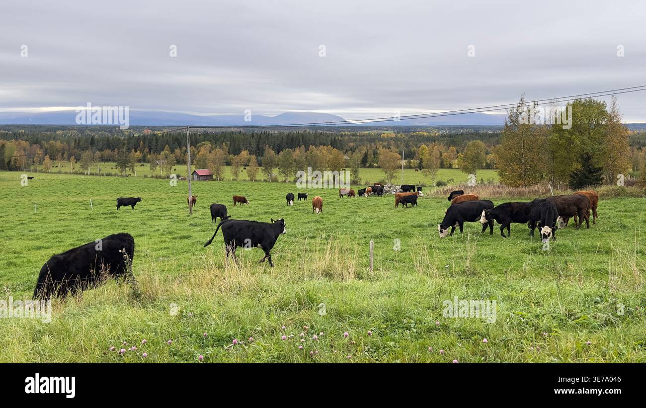 Herd of cattle grazing peacefully in a vast green pasture under an overcast sky - Smartphone Captured Stock Image