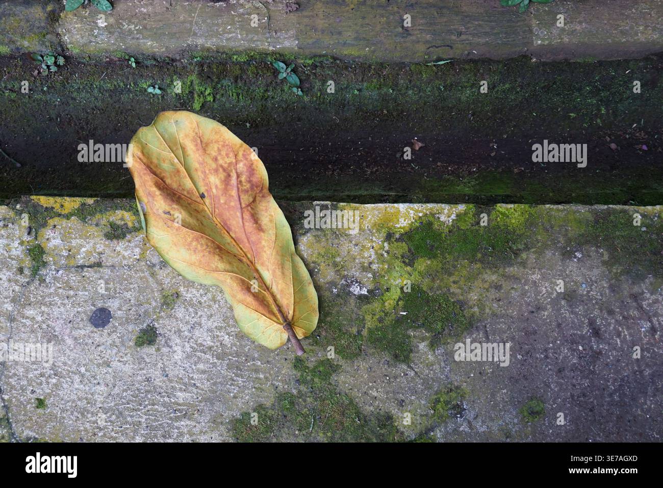 A dry, brownish Ketapang leaf lying on a mossy concrete surface on the edge of a small ditch Stock Photo
