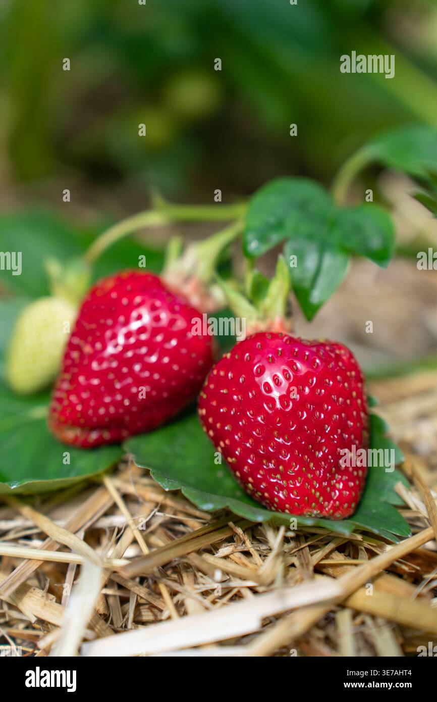 Strawberries on the vine hi-res stock photography and images - Alamy