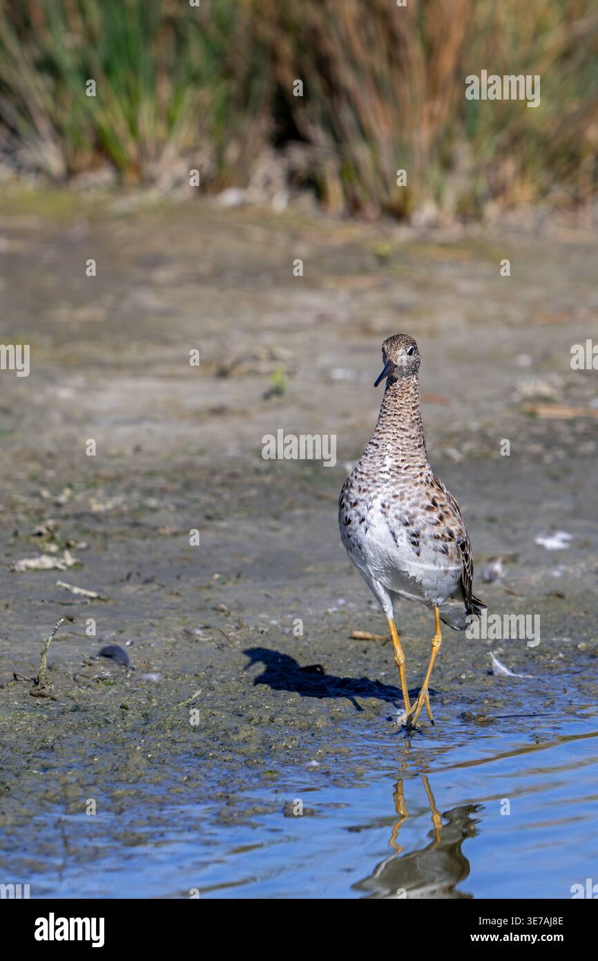 Ruff (Calidris pugnax) adult female foraging along pond shore in spring Stock Photo