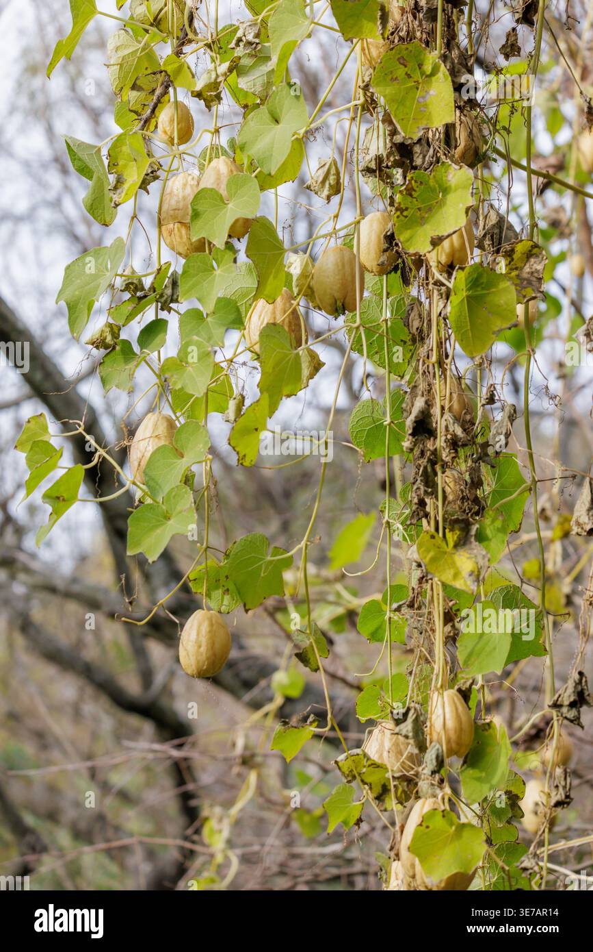Chayote (Sechium edule) is an edible plant belonging to the gourd family,  Cucurbitaceae. This fruit was first cultivated in the Mesoamericas between  s Stock Photo - Alamy