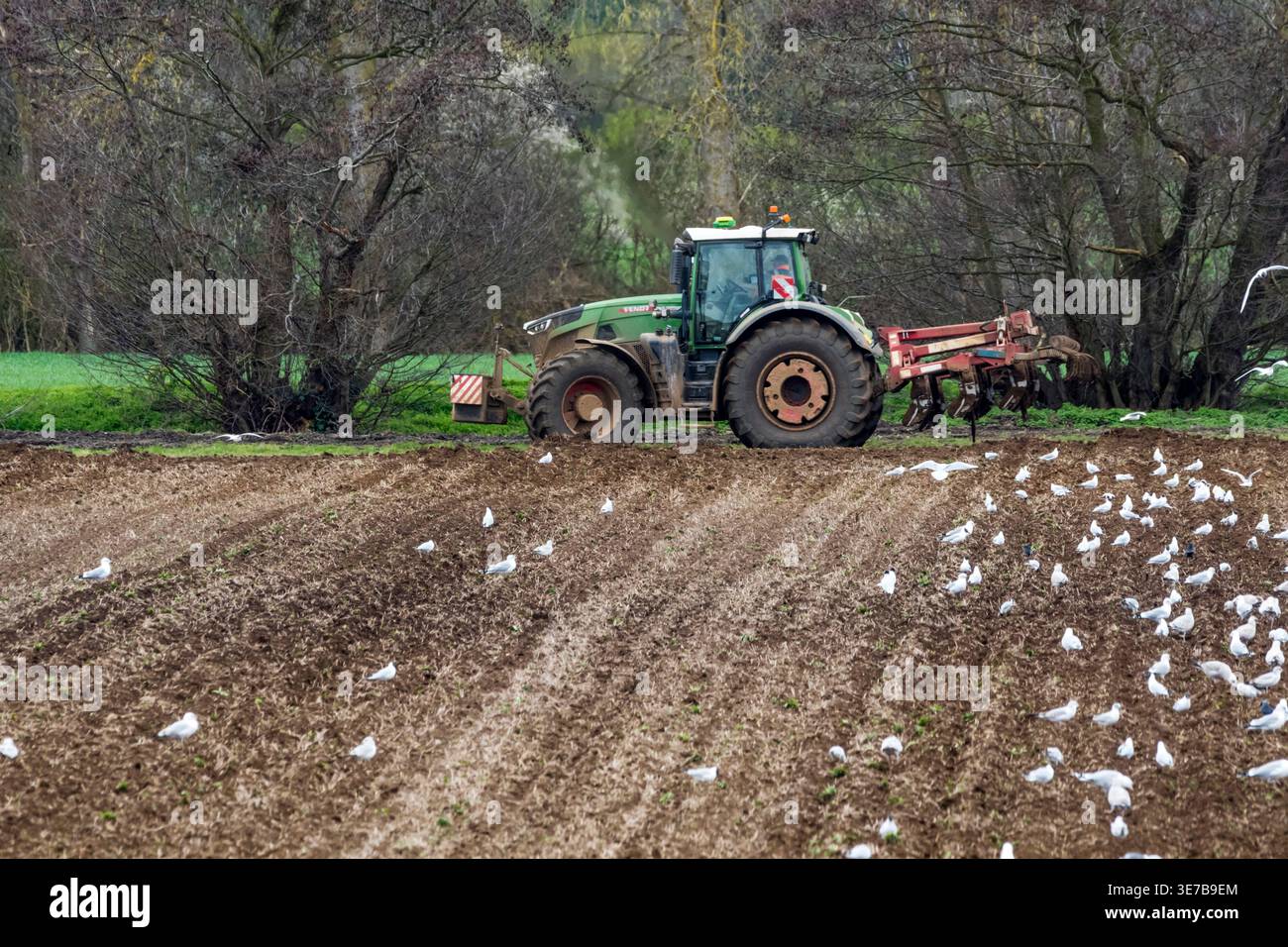 Preparing a seedbed for potato plating on a Norfolk farm. Stock Photo
