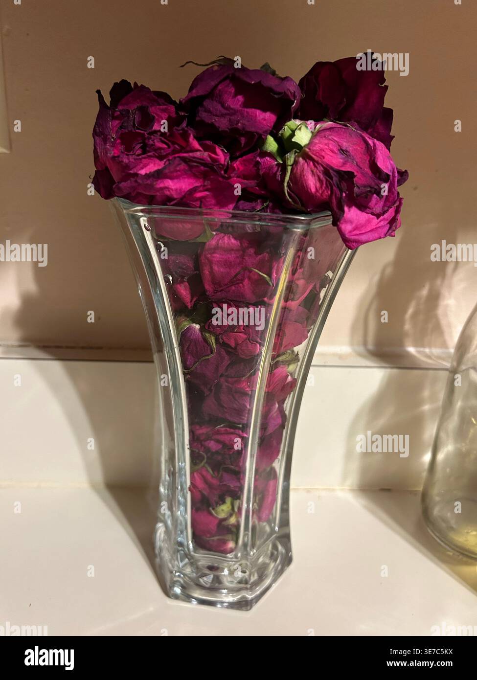 Dried Roses Stock Photo