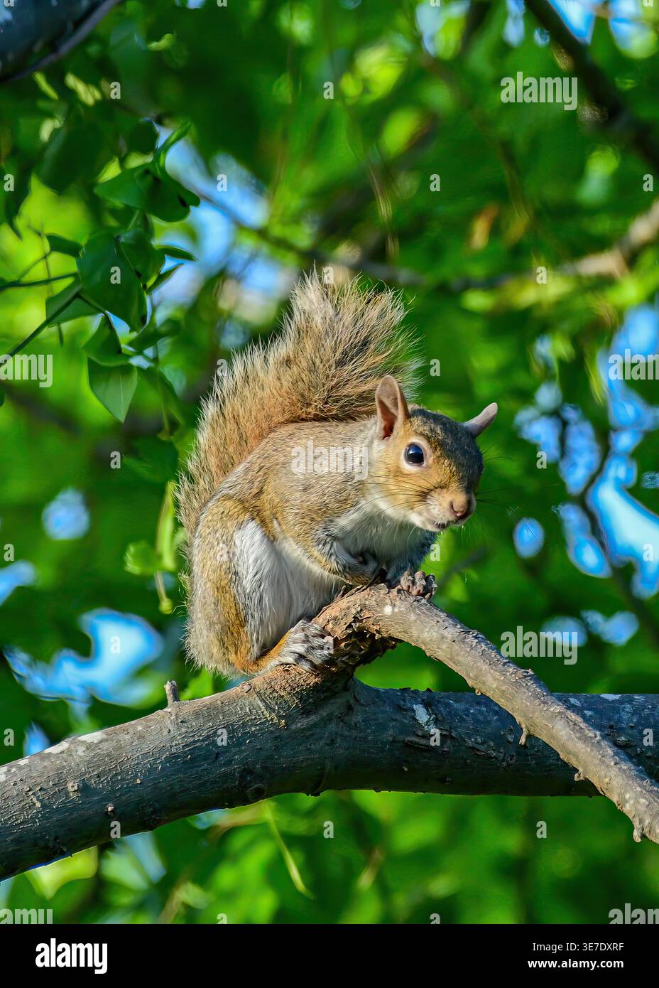 Squirrel sitting on a branch of a tree Stock Photo