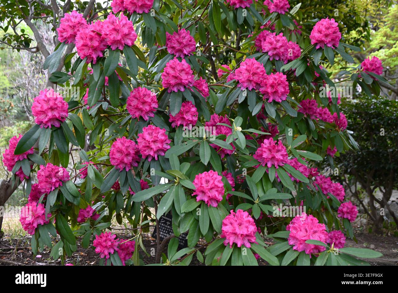 Gorgeous plant leaves hi-res stock photography and images - Alamy