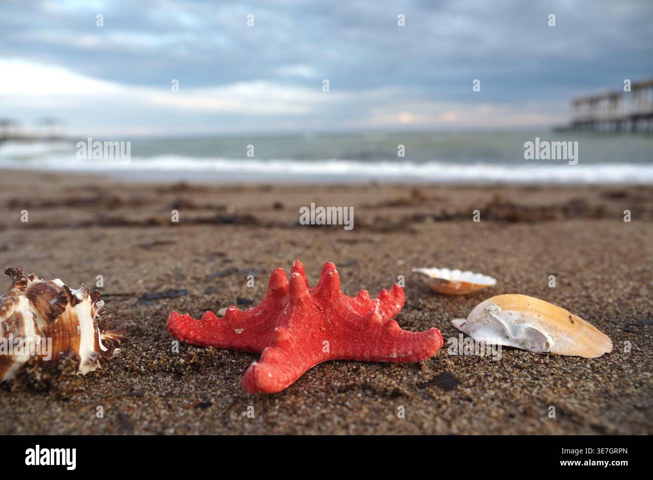 Red starfish and shells on sandy beach at sunset Stock Photo