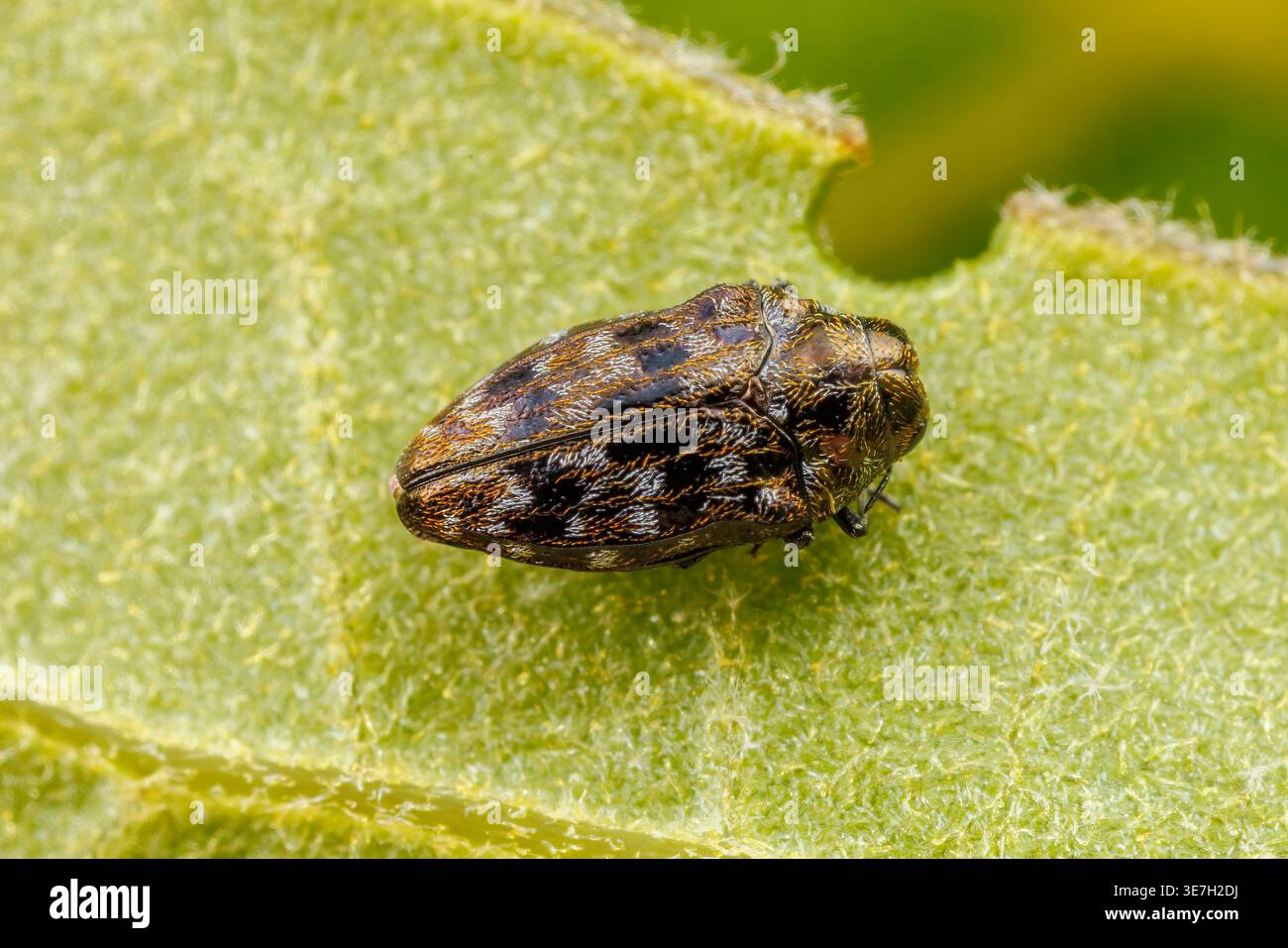 Oval Jewel Beetle (Brachys ovatus) Stock Photo