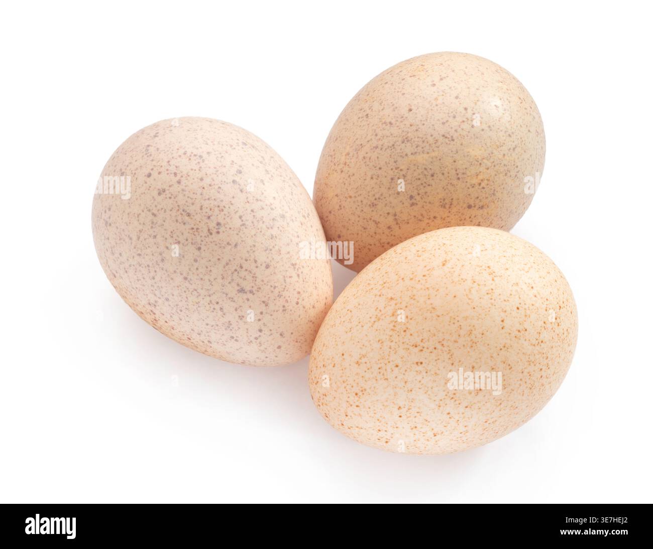 Turkey eggs clipping path isolated on white background Stock Photo