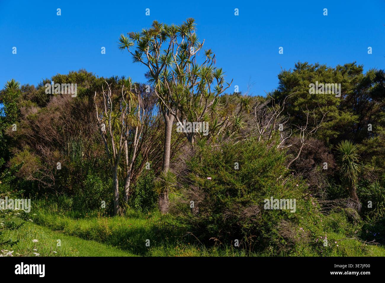 Distinctive New Zealand native cabbage trees (Ti Kouka) standing tall among other native shrubs and bush under a blue sky. Stock Photo