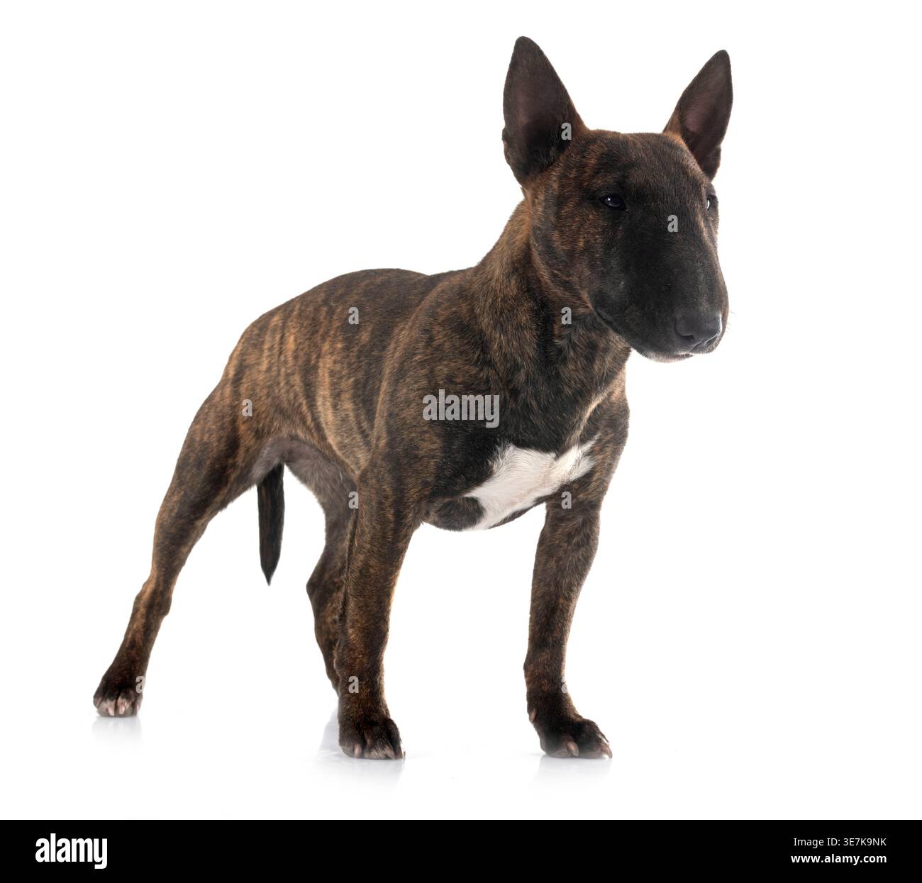 miniature bull terrier in front of white background Stock Photo