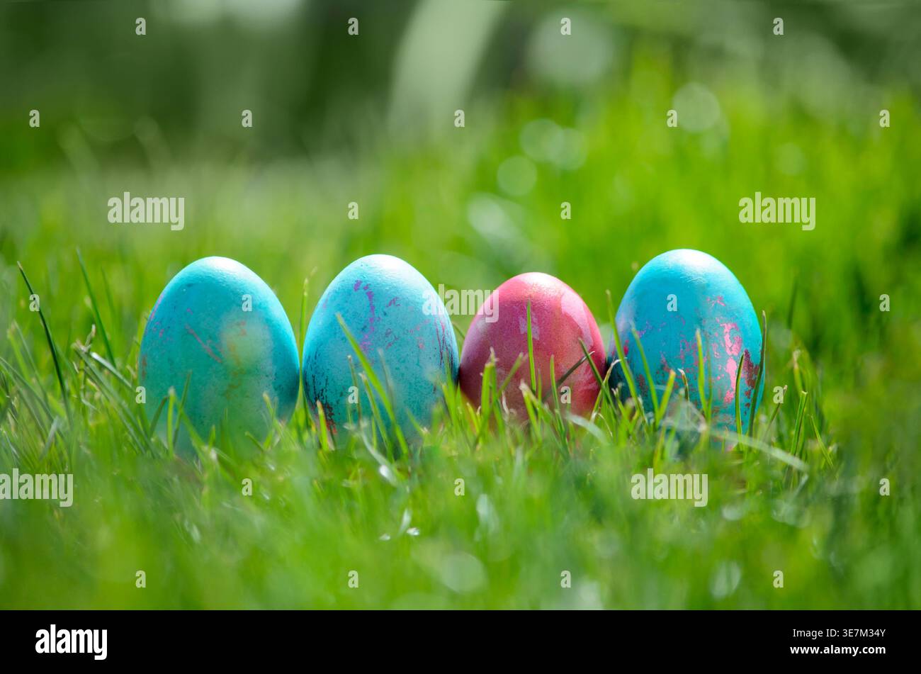 Easter eggs hiding in the grass , Easter time, spring Stock Photo