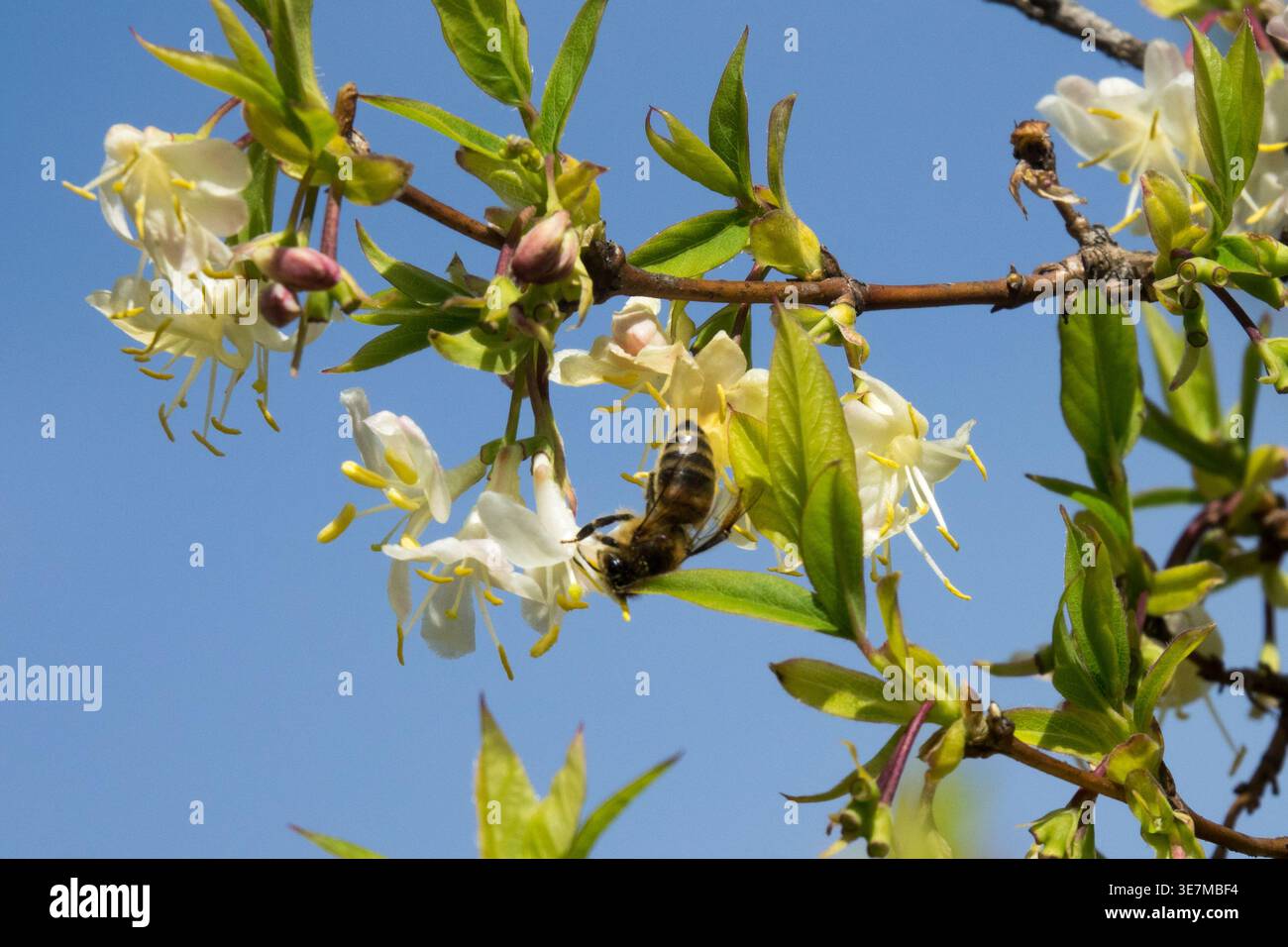 Lonicera honey bee hi-res stock photography and images - Alamy