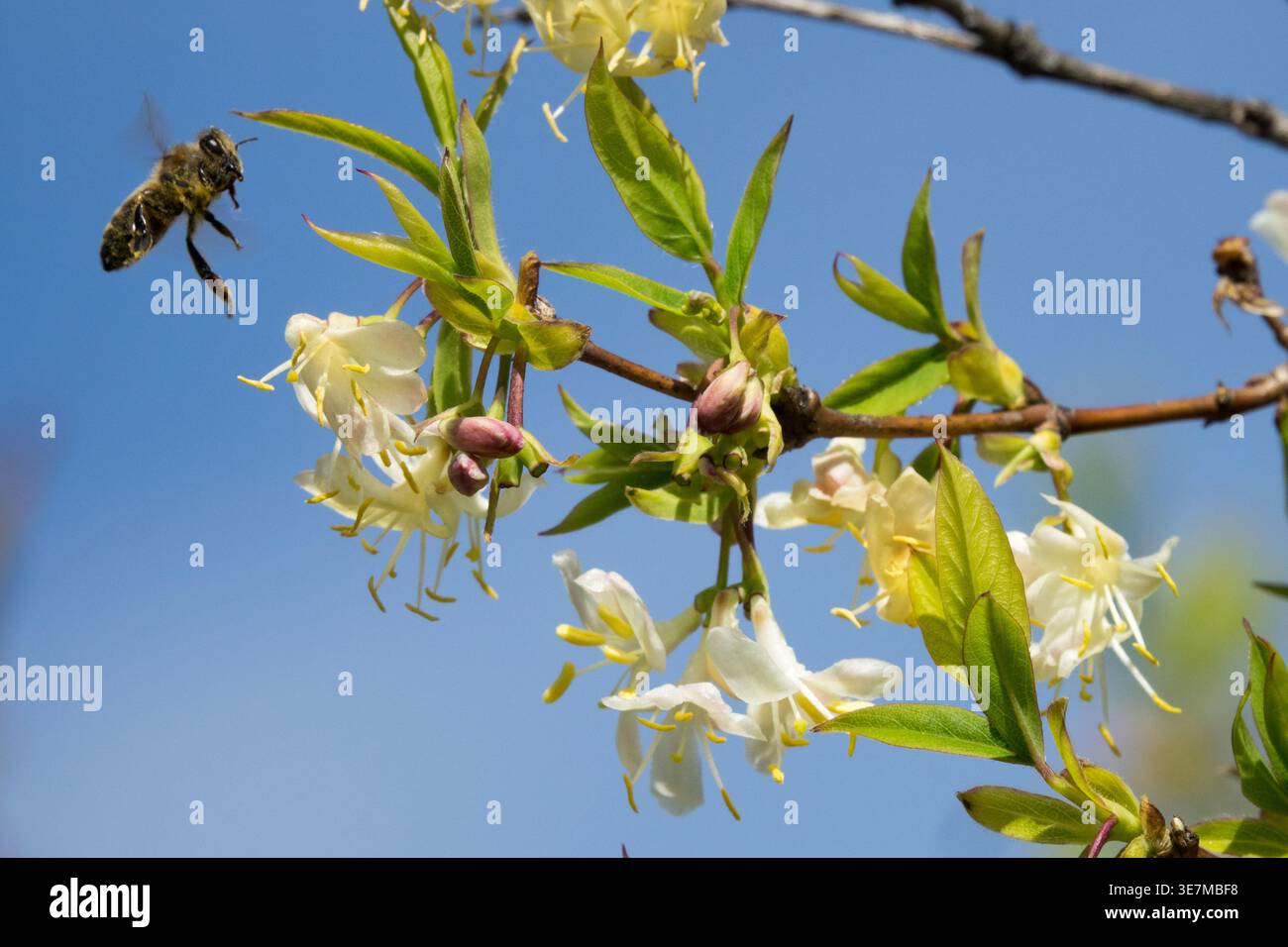 Lonicera purpusii winter beauty hi-res stock photography and images - Alamy