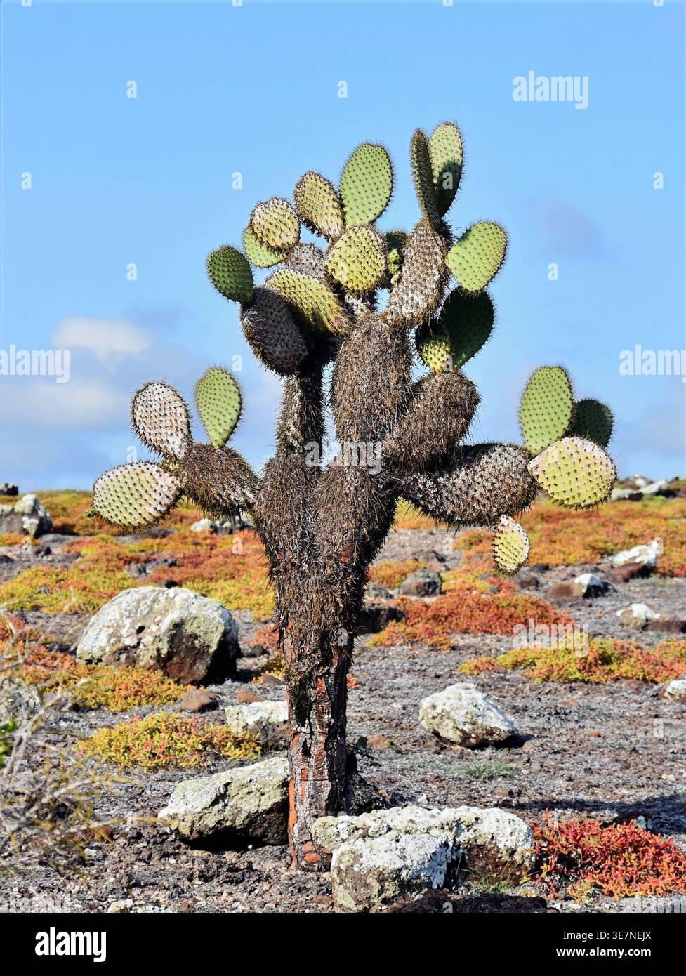 Cactus adaptation hi-res stock photography and images - Alamy