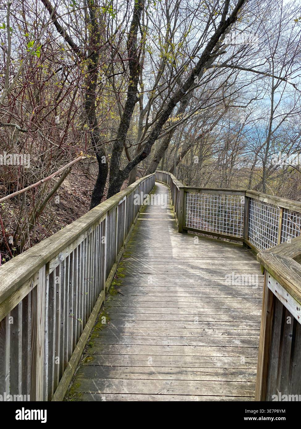 A raised wood bridge, in a forest, at Mount Pisgah Dune Climb and Boardwalk, in Holland, Michigan, USA, in the early spring - Smartphone Captured Stock Image