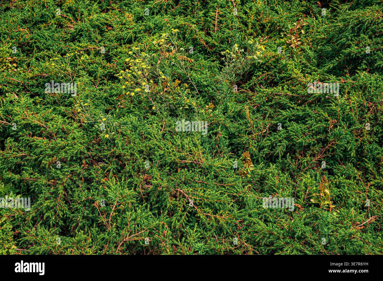 Background with bright, saturated green leaves, abstract background Stock Photo