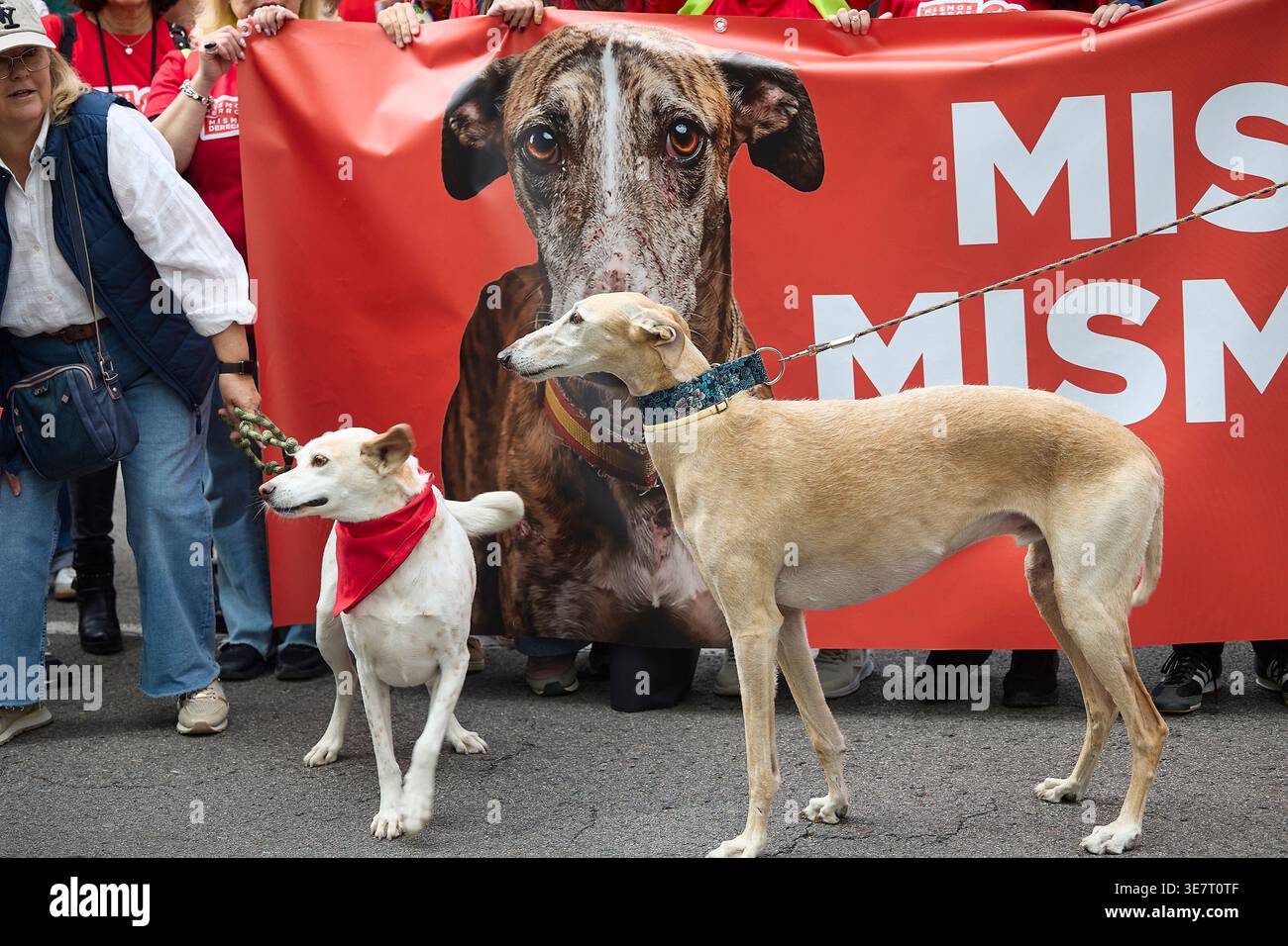 Several dogs during a demonstration in favour of the legal protection ...