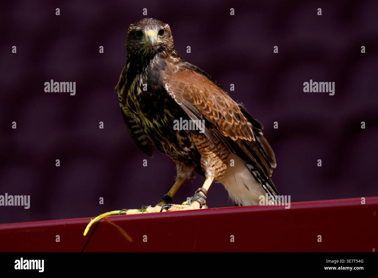 A Harris's Hawk, which is used to deter seagulls and other birds from ...
