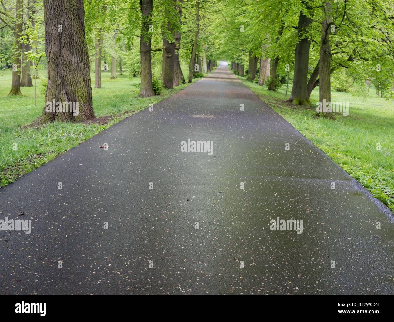 Wet asphalt path through a park alley with lush green trees after rain in the Czech Republic Stock Photo