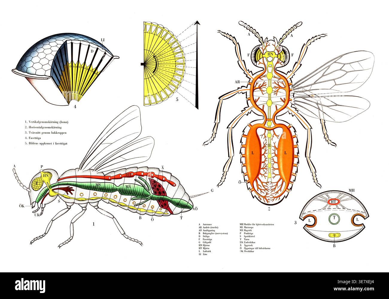 Fly Insect Body Parts Complex anatomy and physiology of a fly, presumably a housefly, Musca ...