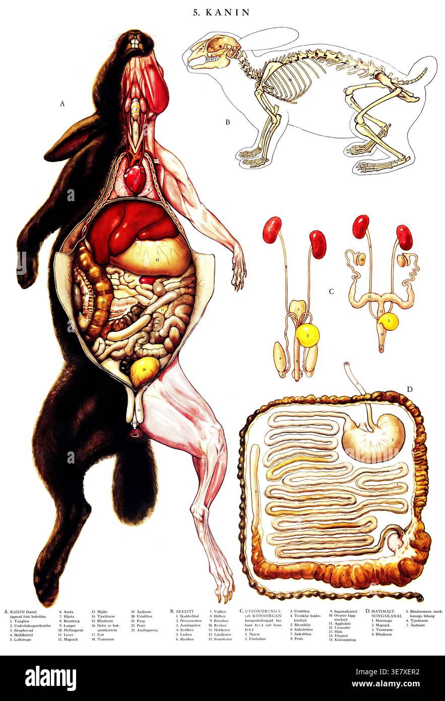 Anatomical Rabbit Heart Internal organs anatomical drawings hi-res stock photography and images ...