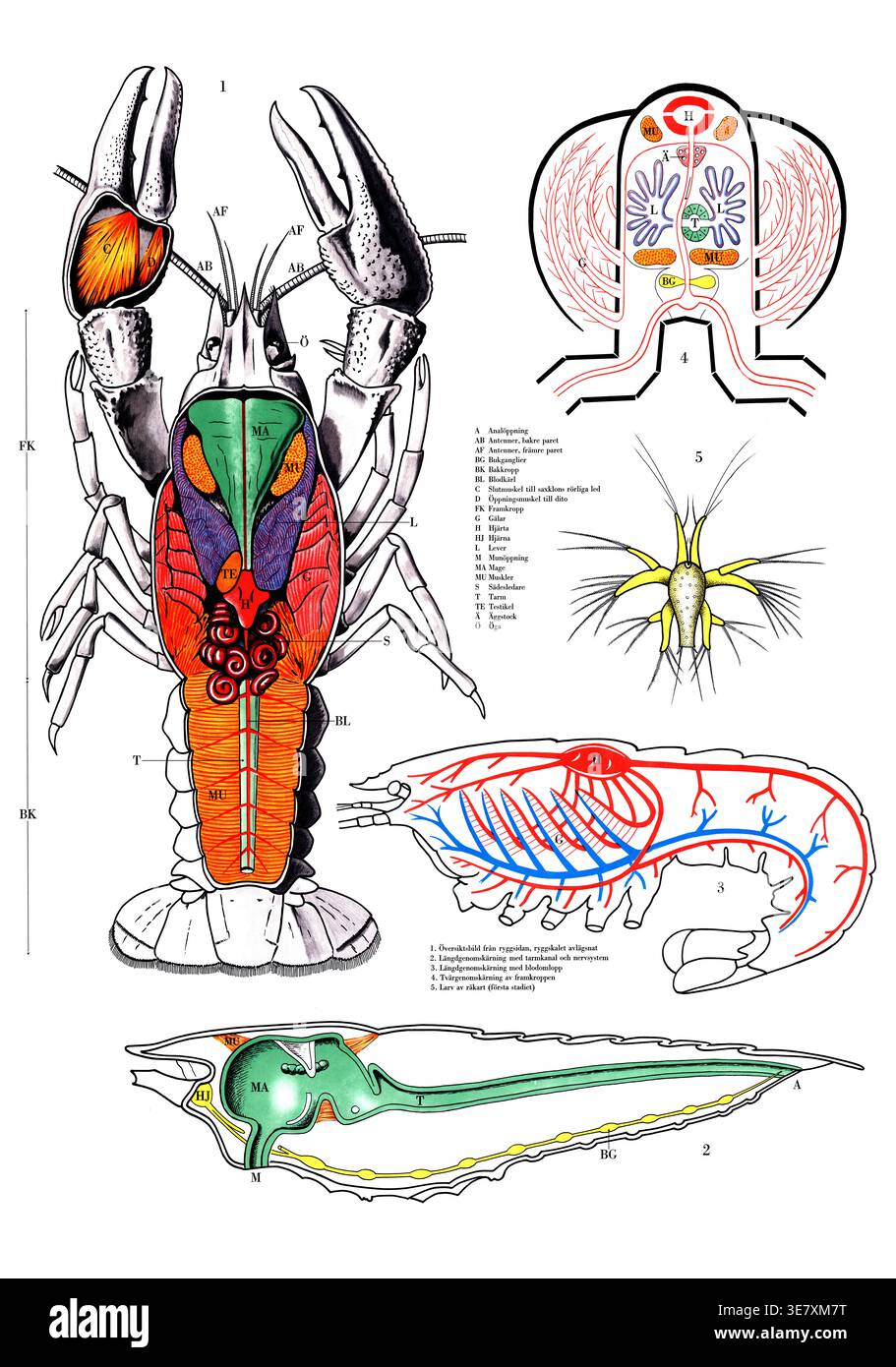 Various larval hi-res stock photography and images - Alamy