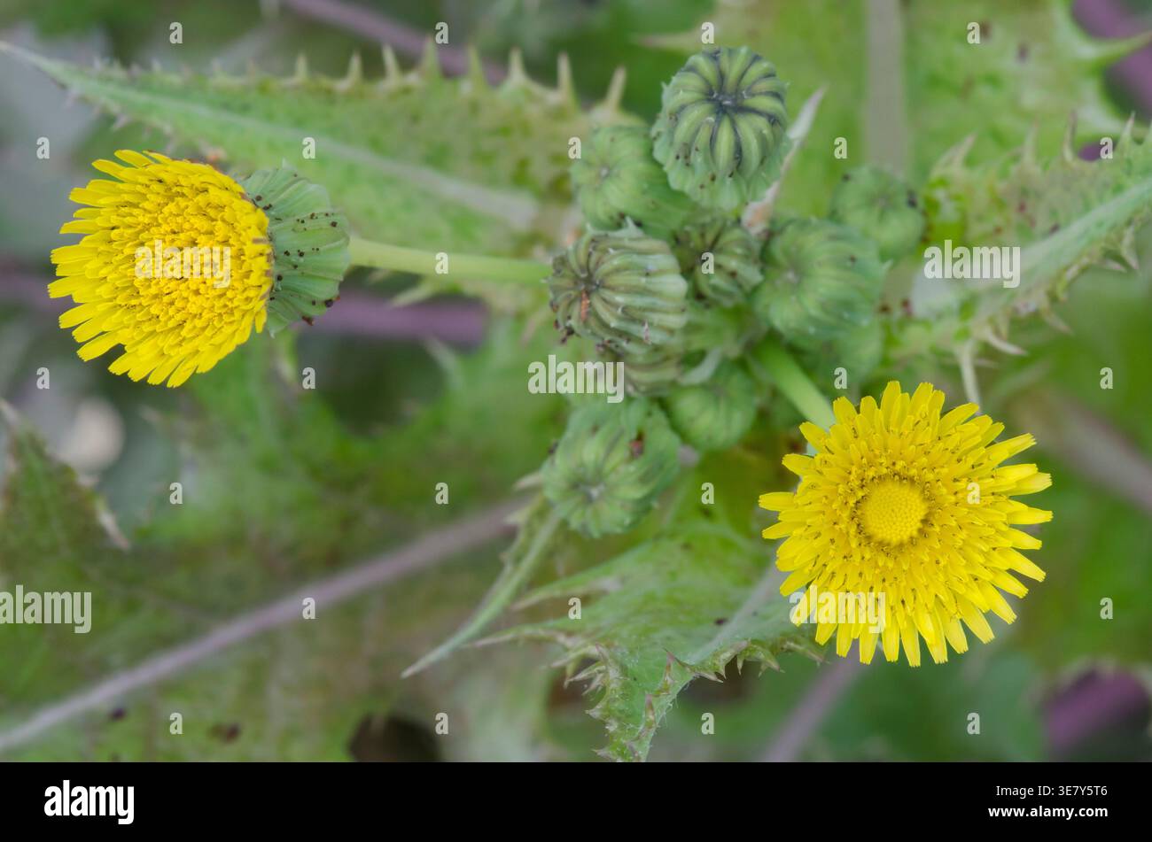 Spiny Sowthistle, Sonchus asper Stock Photo