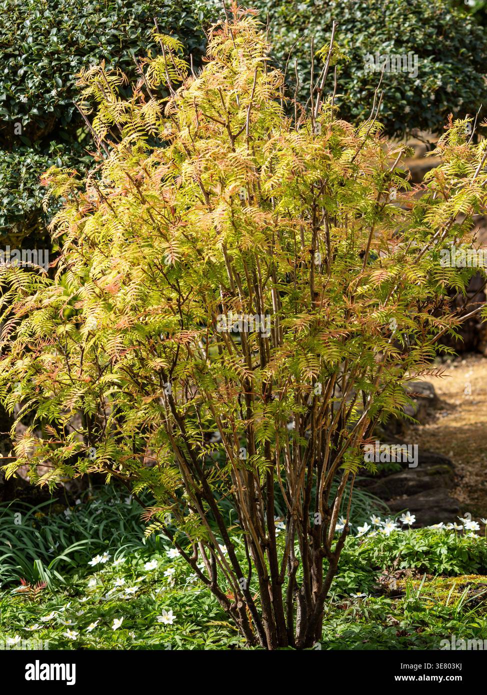 viburnum opulus plant European Snowball Bush  Jardineries Botanix